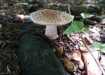 Perlpilz (Amanita rubescens) - © Bernard Wieser